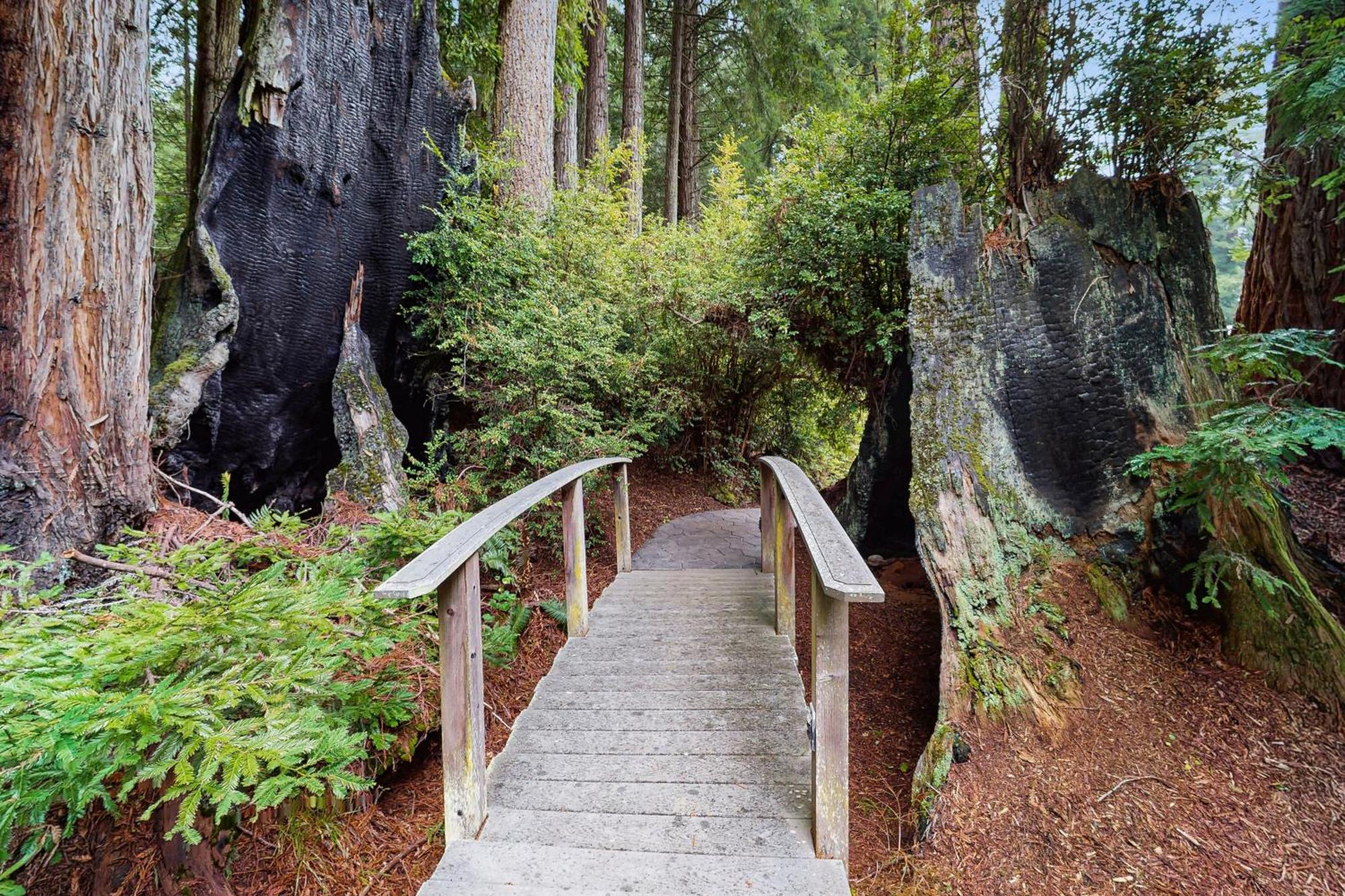 Serene Redwood Retreat Arcata Extérieur photo