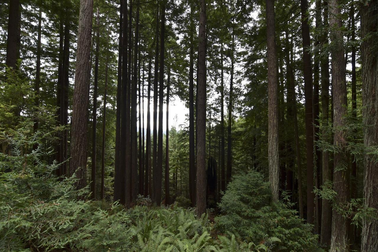 Serene Redwood Retreat Arcata Extérieur photo
