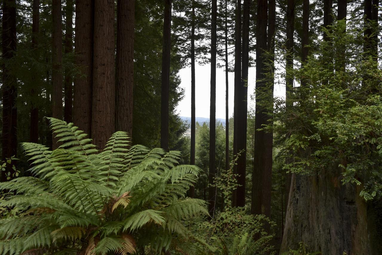 Serene Redwood Retreat Arcata Extérieur photo